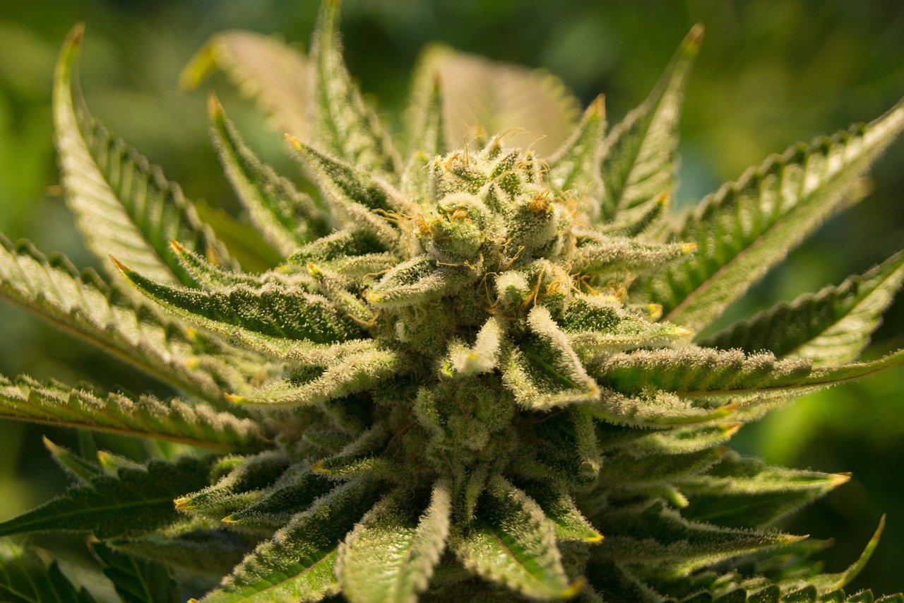 coltivazione cannabis indoor calendario